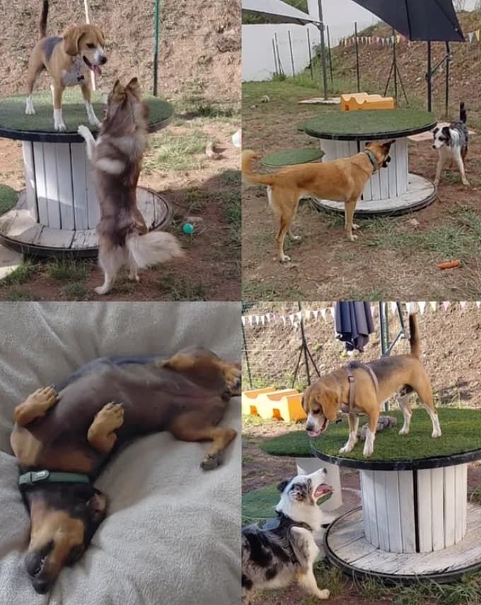 presentation chiens centre aere 2