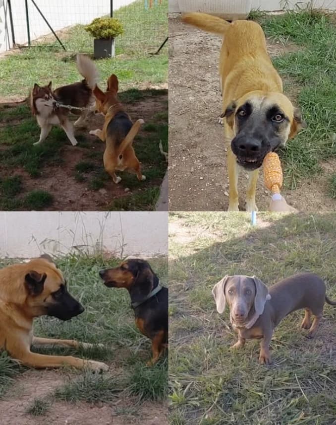 presentation chiens centre aere 3